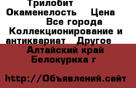 Трилобит Asaphus. Окаменелость. › Цена ­ 300 - Все города Коллекционирование и антиквариат » Другое   . Алтайский край,Белокуриха г.